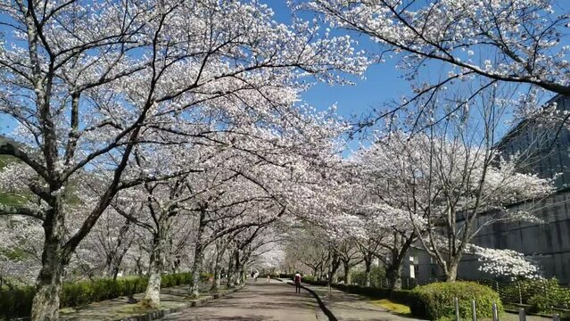 Kyoto, Japan, cherry blossoms, spring, beautiful scenery, sightseeing spots　桜のトンネル京都亀岡　スローモーション04