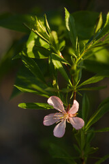 The dwarf Russian almond (lat. Prunus tenella), of the family Rosaceae. Central Russia.