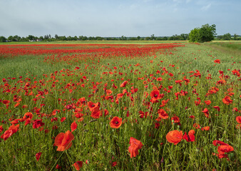Wheat field and red poppy flowers, Ukraine