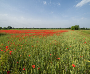 Wheat field and red poppy flowers, Ukraine