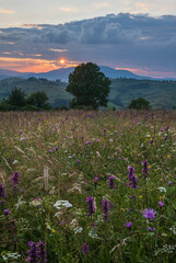 Summer sunset Carpathian mountain countryside meadows. with beautiful wild flowers