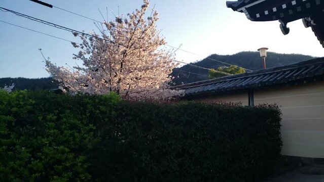 Kyoto, Japan, cherry blossoms, spring, beautiful scenery, sightseeing spots
