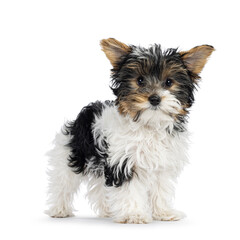 Adorable Biewer Yorkshire Terrier dog puppy, standing turned facing front. Looking towards camera....