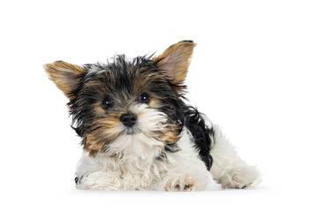 Adorable Biewer Yorkshire Terrier dog puppy, laying down facing front. Looking towards camera. Isolated on a white background.