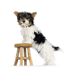 Adorable Biewer Yorkshire Terrier dog puppy, standing sie ways with paws on little wooden stool. Looking towards camera. Isolated on a white background.