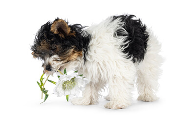 Adorable Biewer Yorkshire Terrier dog puppy, standing side ways with fake flower in mouth. Looking away from camera. Isolated on a white background.