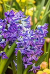 Delicate spring flowers purple hyacinths