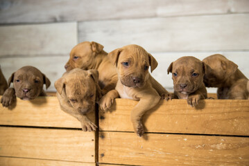 box of puppies