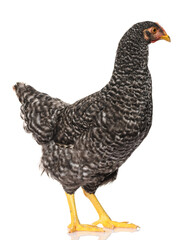 one black chicken, isolated on white background, studio shoot