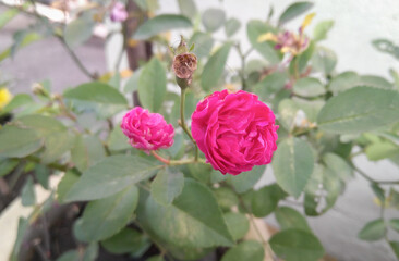 beautiful pink rose flower blooming in branch of green leaves plant growing in the garden, nature photography, floral gardening background 