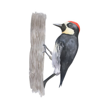 recommend clip art: Sitting watercolor woodpecker, realistic colored drawing, .Hand painted bird with red head isolated on white background