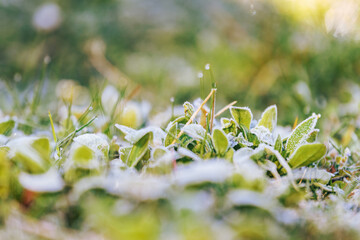 frost petals of grass