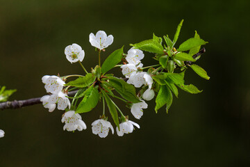 A branch of a blooming apple tree