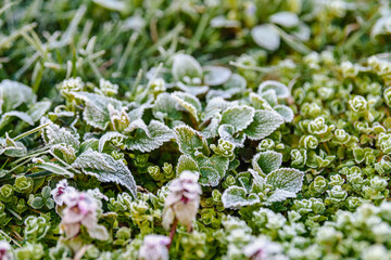 frost grass