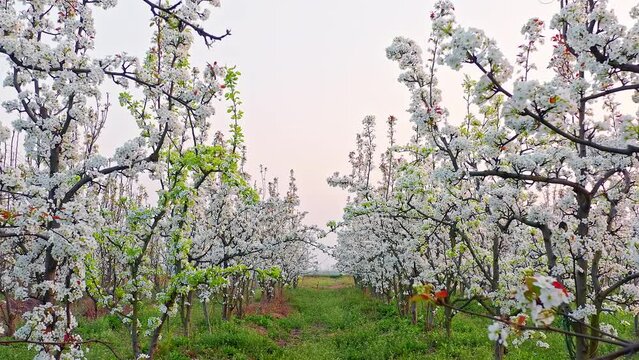 White pear flowers bloom in the spring garden. Beautiful pear blossoms natural landscape in the orchard. Drone travels through the woods. 4K real time footage.