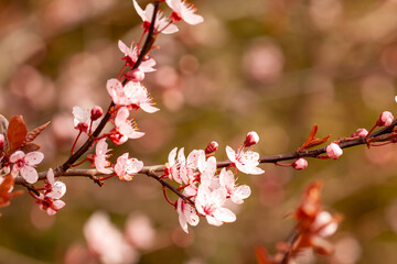 Fototapeta na wymiar Kwitnienie na wiosnę
