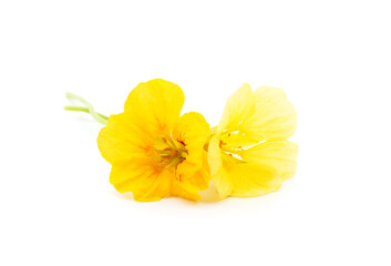 Orange beautiful nasturtium.