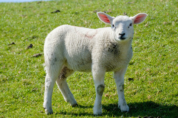 Fototapeta premium Schapen - Sheeps