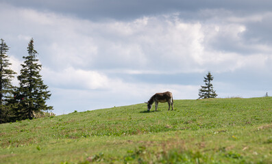 A donkey is standing on a hill in a mountain landscape while feeding with grass. Farm animals photography.