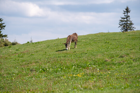 A donkey is standing on a hill in a mountain landscape while feeding with grass. Farm animals photography.