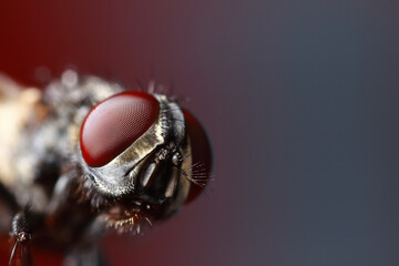 Extreme fly close-up - 500212530