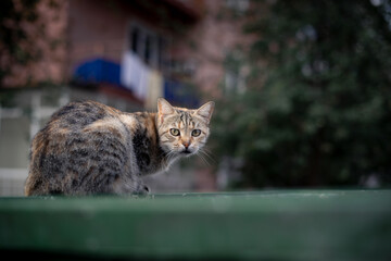 Adult cat sitting on green trash bin and looking camera in Istanbul