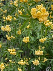 Street flower yellow blossom, house exterior, Nezu Tokyo Japan, year 2022 spring