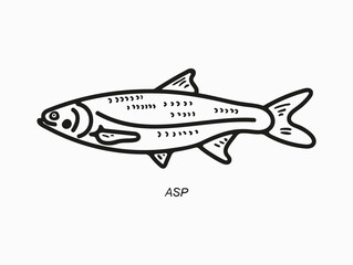 asp  fish drawning vector illustration
