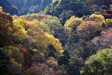 秋の嵐山　山の紅葉　京都市西京区