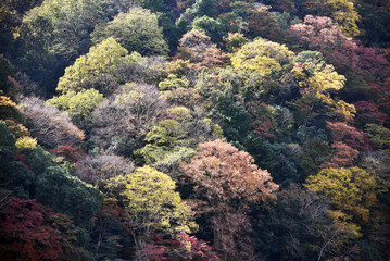 Fototapeta na wymiar 秋の嵐山　山の紅葉　京都市西京区