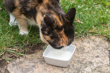 Cat drinking milk - 500212946