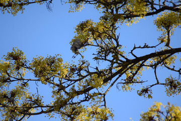 Vogel bei der Landung