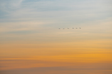 Migratory birds at sunrise at Müritz Nationalpark protected area in Germany 