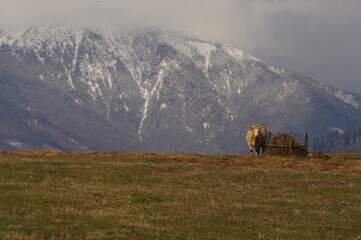 Krowy na tle gór Tatr w Słowacji.