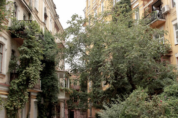 Old historical buildings with ivy plant in the city in Kyiv