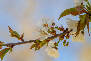 Almond blossom,blossoming almond branches, flowering on the branch of an almond tree.Beautiful spring floral , Natural light