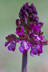 Detail of Orchis purpurea, the lady orchid, is a herbaceous plant belonging to the genus Orchis of the family Orchidaceae.