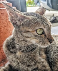 an angry cat with bulging eyes
