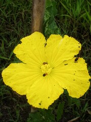 yellow flower with fan-like
