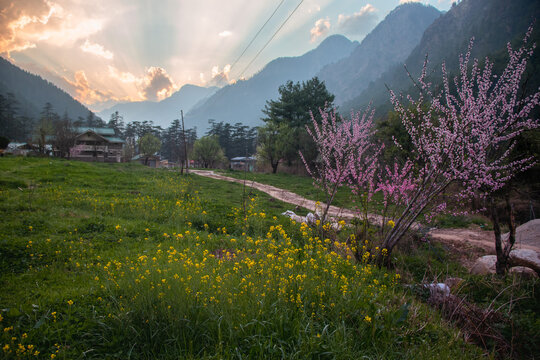 landscape with flowers and grass