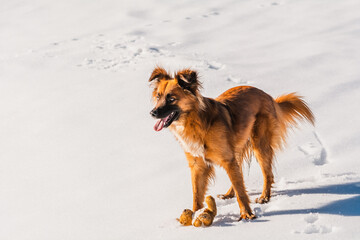 Fototapeta na wymiar Hund | Winter | Schnee