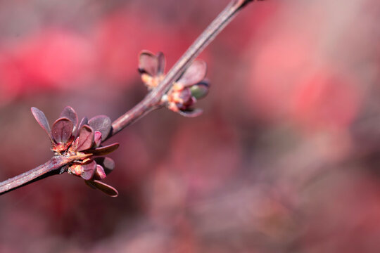 close up og plant stem