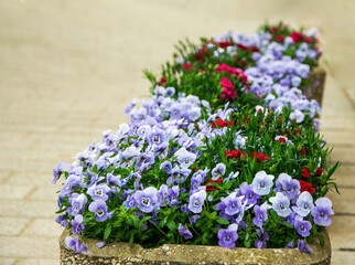 Blooming Heartseases in street flowerpot in the center of Radovljica town, Slovenia