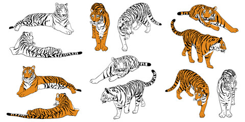 Set of realistic hand drawn Amur tigers color and outline. Big cats sketch stands, lies, walks, hunts poses. Predatory mammals for books, card vector illustration