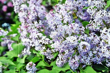 Lilac trees in lilac garden in Moscow.
