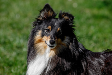 Nice fluffy sable white shetland sheepdog, sheltie outside portrait on green meadow background.