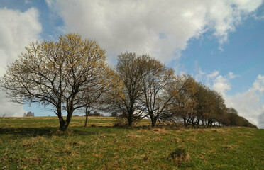 Wiosenne drzewa, kwitnące liście © Adam Sadlak
