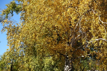 Yellow autumnal foliage of birch against blue sky in November