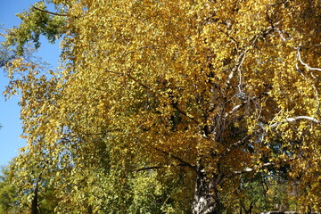 Yellow autumnal foliage of birch against blue sky in November