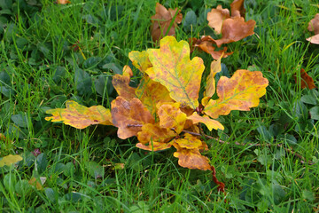 Herbstlich bunte Eichenblätter auf der grünen Wiese